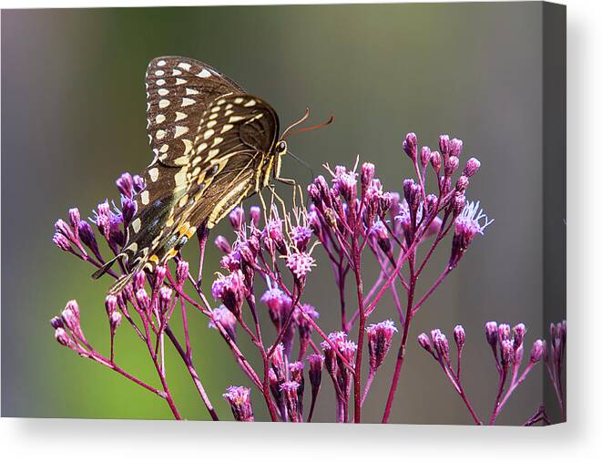 Butterfly Canvas Print featuring the photograph Butterfly on Wild Flowers by Bob Decker