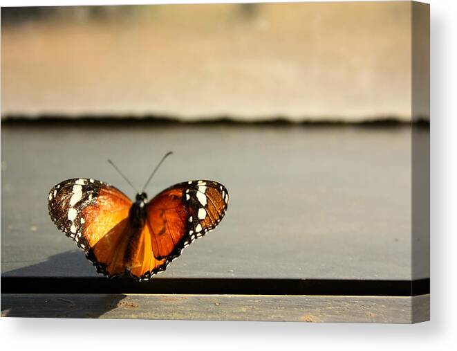 Natural Pattern Canvas Print featuring the photograph Butterfly Perched On Sunlit Window Sill by Karen Hernandez