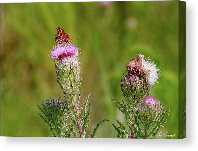Butterfly Canvas Print featuring the photograph Butterfly sitting by Les Greenwood