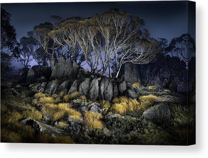 Lightpainting Canvas Print featuring the photograph Button Grass - Charlotte's Pass by Francis Keogh