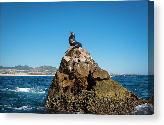 Cabo Canvas Print featuring the photograph Cabo Seal by Bill Cubitt
