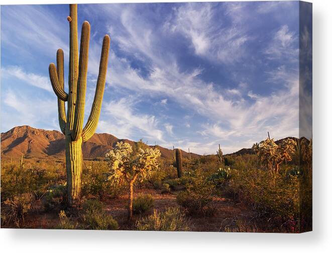 Saguaro Cactus Canvas Print featuring the photograph Cactus And Desert Landscape With Bright by Kencanning