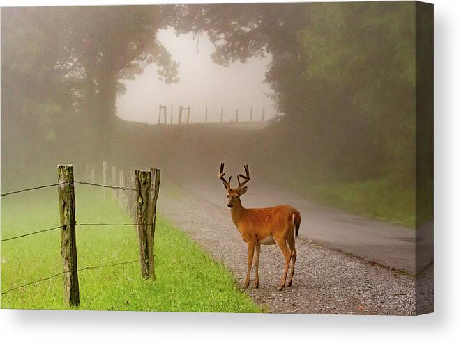 Cades Cove Canvas Print featuring the photograph Cades Cove Buck on a Foggy Morning by Marcy Wielfaert