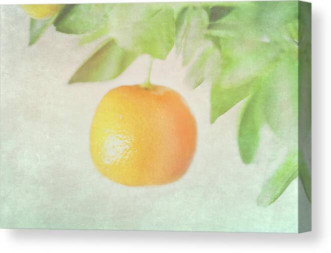 Hanging Canvas Print featuring the photograph Calamondin Miniature Orange by Peter Chadwick Lrps