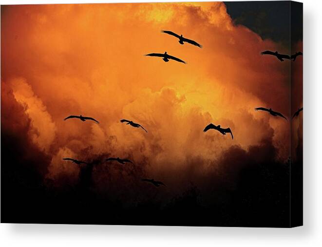 Birds In Flight Canvas Print featuring the photograph California Exodus by Climate Change VI - Sales