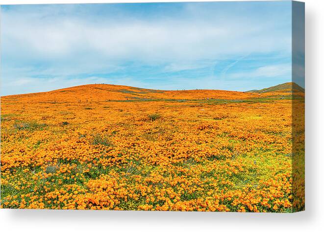 Poppies Canvas Print featuring the photograph California Poppies - 2019 #2 by Gene Parks