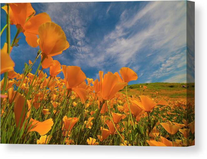 00568176 Canvas Print featuring the photograph California Poppies In Spring Bloom, Lake Elsinore, California by Tim Fitzharris
