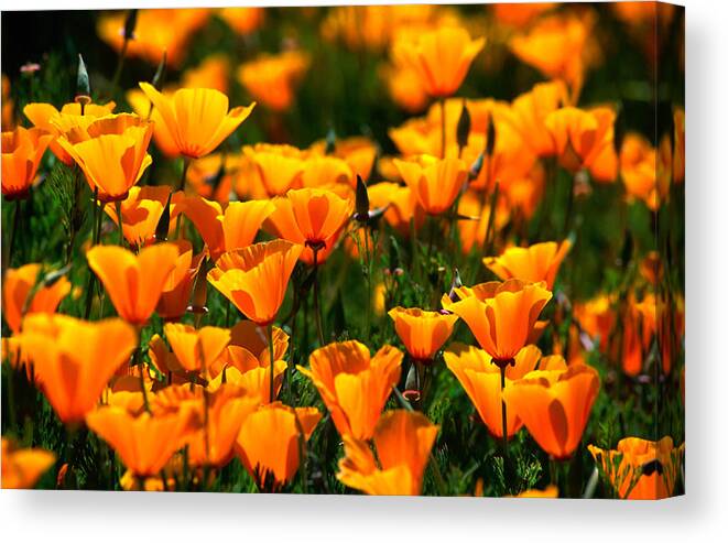 California Canvas Print featuring the photograph Californian Poppies, United States Of by John Elk Iii