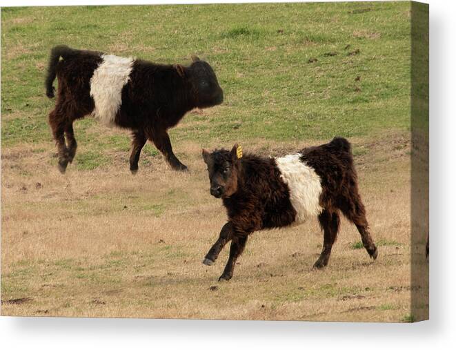 Belted Galloway Canvas Print featuring the photograph Calves Cavorting by Minnie Gallman