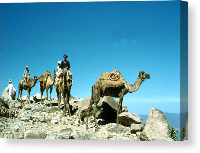 Working Animal Canvas Print featuring the photograph Camel Caravan by Bert Hardy