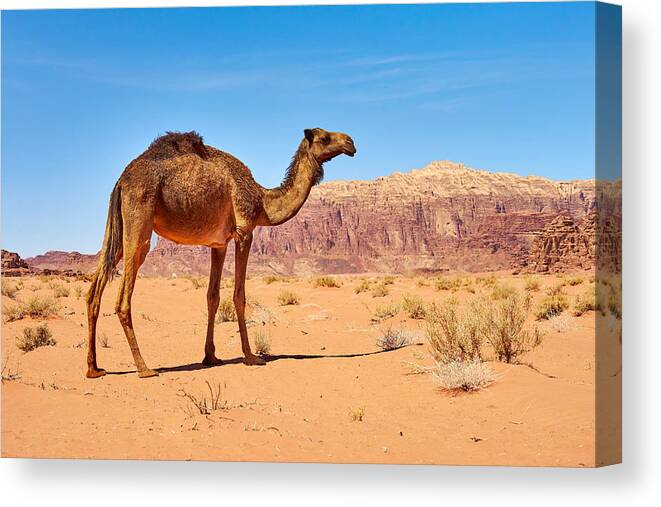 Landscape Canvas Print featuring the photograph Camel In The Wadi Rum Desert, Jordan by Jan Wlodarczyk