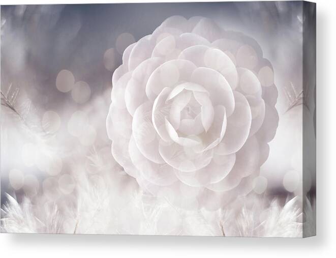 Camillia Canvas Print featuring the photograph Camellia by Jacky Gerritsen