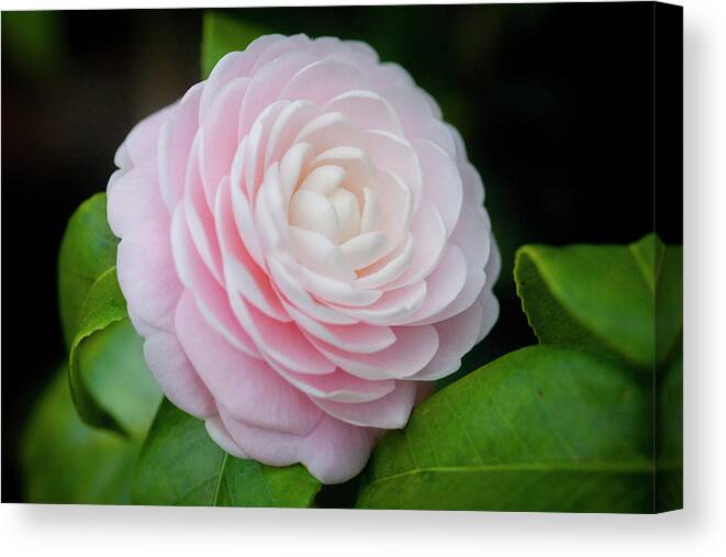 Camellia Canvas Print featuring the photograph Camellias Japonica 004 by Rich Franco