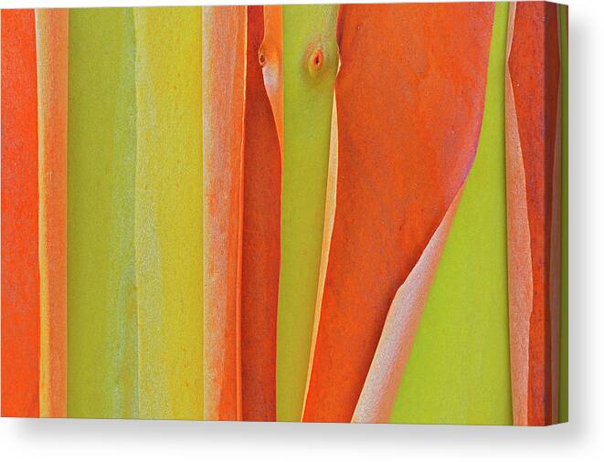 Arbutus Canvas Print featuring the photograph Canada, British Columbia, Saltspring by Jaynes Gallery