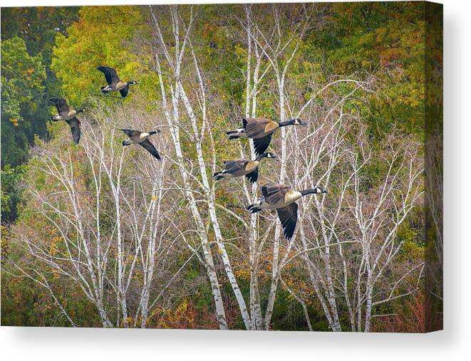 Bird Canvas Print featuring the photograph Canada Geese coming in for a Landing by Randall Nyhof