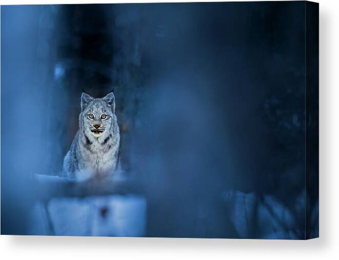 Sebastian Kennerknecht Canvas Print featuring the photograph Canada Lynx Kitten In Winter by Sebastian Kennerknecht