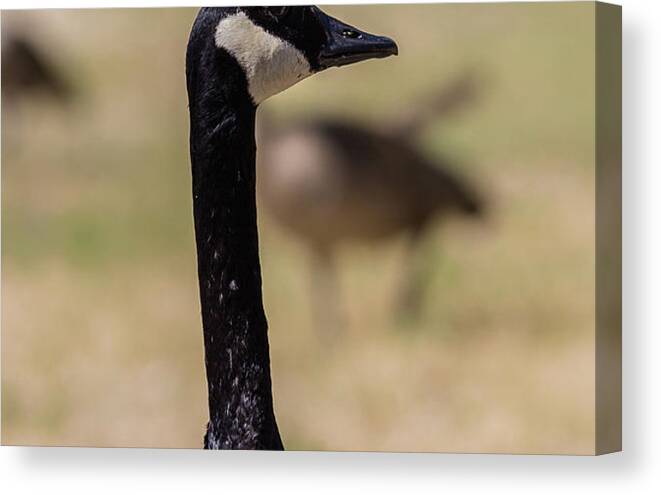 Lake Canvas Print featuring the photograph Canadian goose, Mississippi River State Park by Julieta Belmont