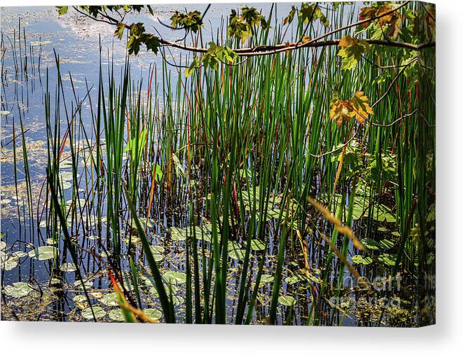 Canandaigua Lake Canvas Print featuring the photograph Canandaigua Lake Marsh Reeds by William Norton
