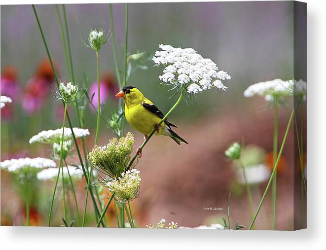 Goldfinch Canvas Print featuring the photograph Caped Crusader by Dale R Carlson