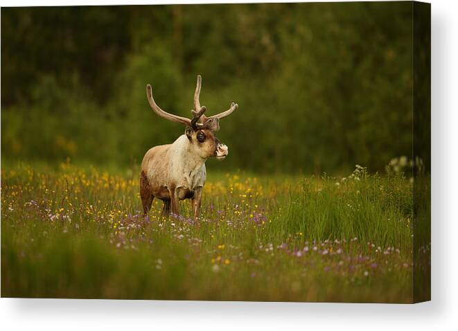 Wildlife Canvas Print featuring the photograph Caribou In Grass Land by Assaf Gavra