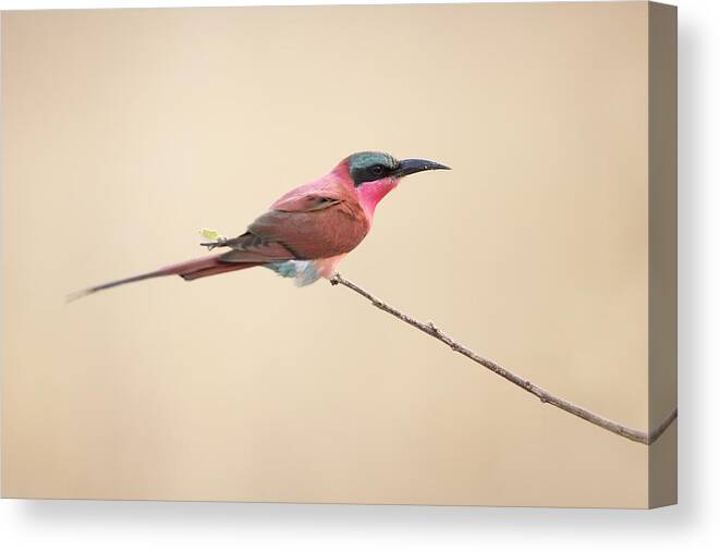 Southern-carmine-bee-eater Canvas Print featuring the photograph Carmine Bee-eater by Marco Pozzi