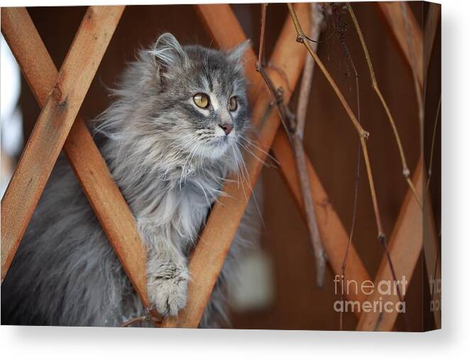 Small Canvas Print featuring the photograph Cat by Alexey U
