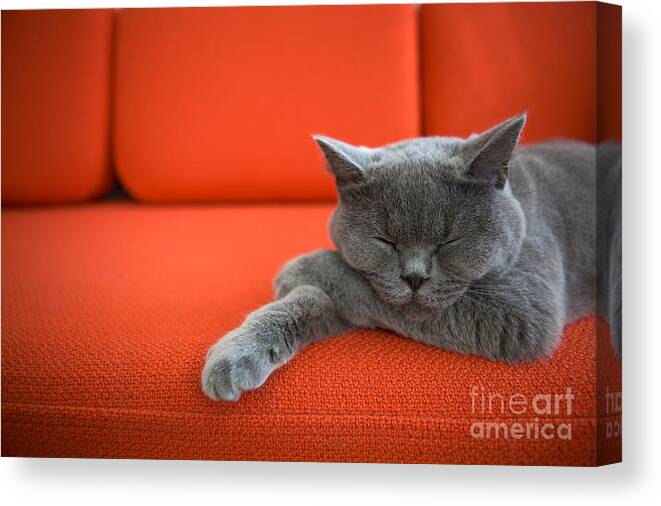 Couch Canvas Print featuring the photograph Cat Relaxing On The Couch by Ac Manley