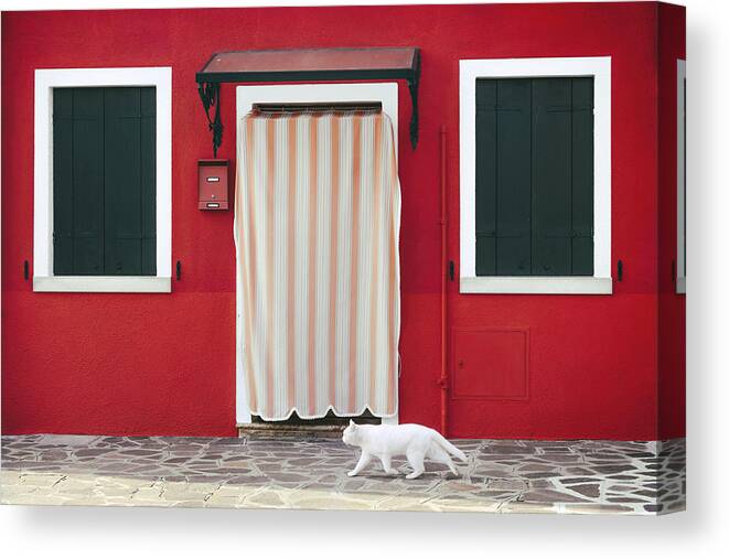 Cat Canvas Print featuring the photograph Cat Walk by Carmen G.