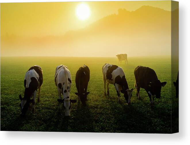 Scenics Canvas Print featuring the photograph Cattle At Sunset by Vm