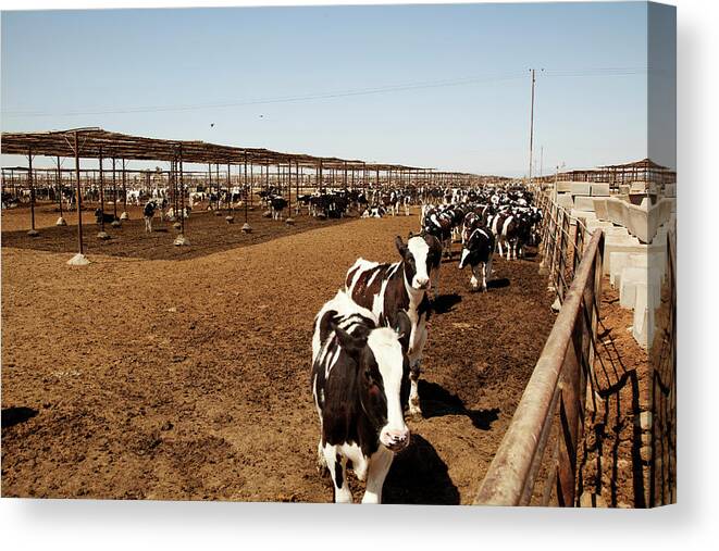 Shadow Canvas Print featuring the photograph Cattle by Simon Willms