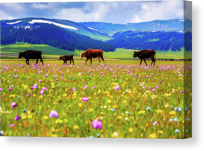 Tranquility Canvas Print featuring the photograph Cattle Walking In Grassland by Feng Wei Photography