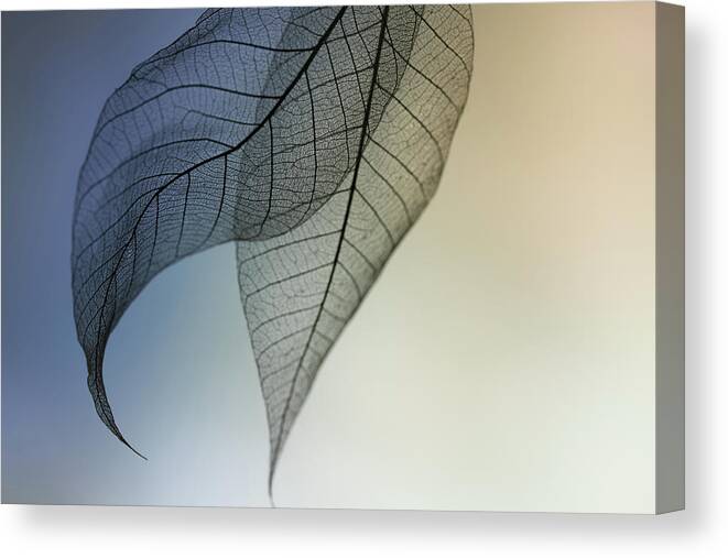 Delicate Canvas Print featuring the photograph Cavatina by Shihya Kowatari
