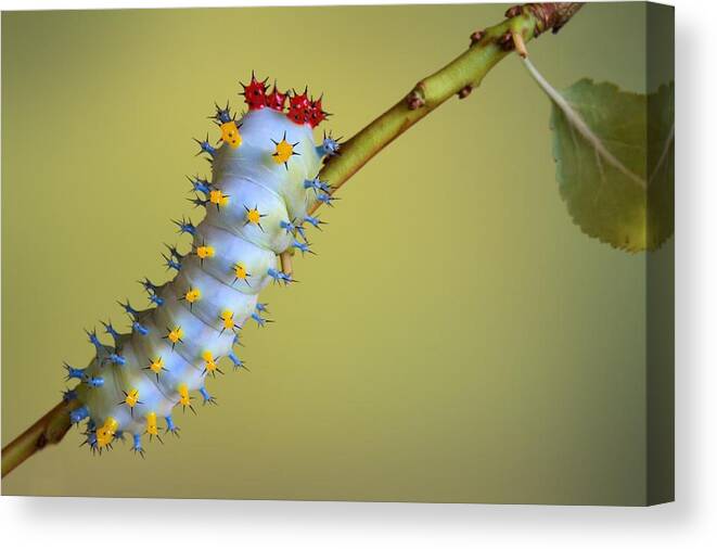Macro Canvas Print featuring the photograph Cecropia by Jimmy Hoffman