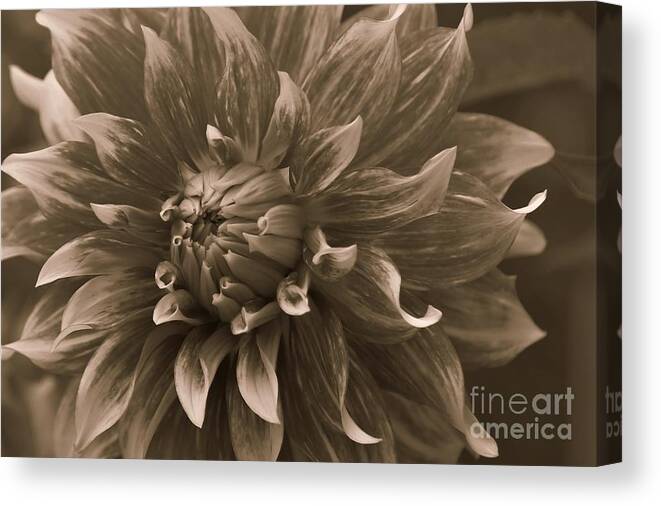 Patterns Of A Dahlia Canvas Print featuring the photograph Centerpiece by Sheila Ping