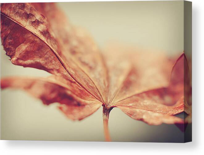 Rust Colored Canvas Print featuring the photograph Central Focus by Michelle Wermuth