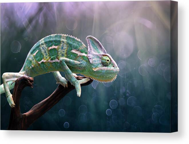 Chameleon Canvas 