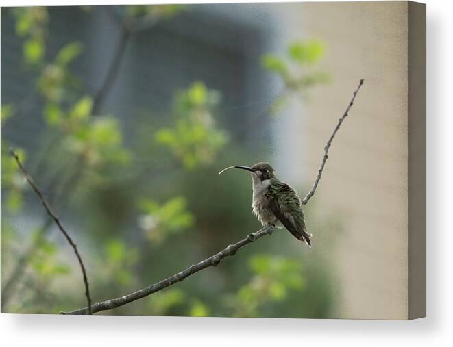 America Canvas Print featuring the photograph Cheeky Hummingbird by Jeff Folger