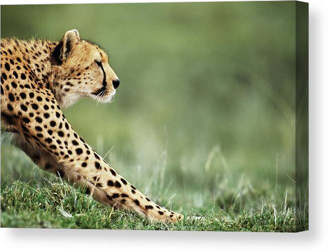 Grass Canvas Print featuring the photograph Cheetah Acinonyx Jubatus Stretching by Anup Shah