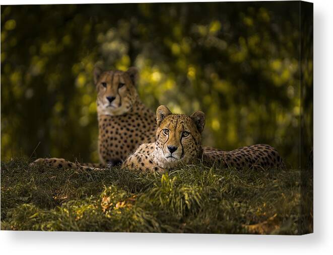 Cheetah Canvas Print featuring the photograph Cheetah Couple by Sakevanpeltfotografie