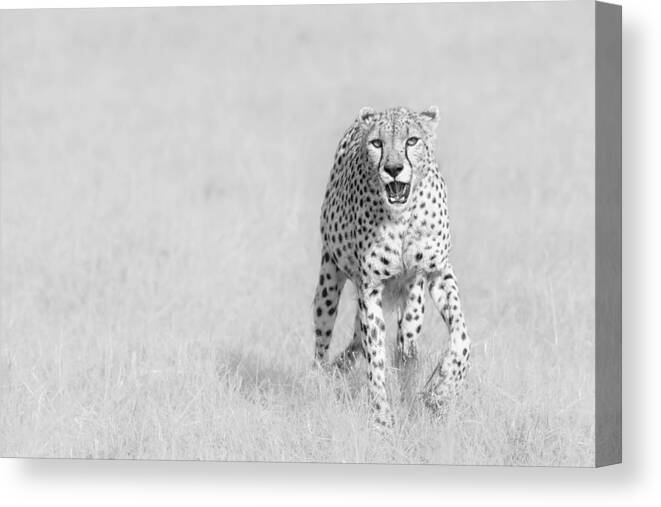 Cheetah Canvas Print featuring the photograph Cheetah by Henry Zhao