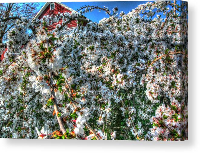Cherry Blossoms Canvas Print featuring the photograph Cherry Blossom Barn by Robert Goldwitz