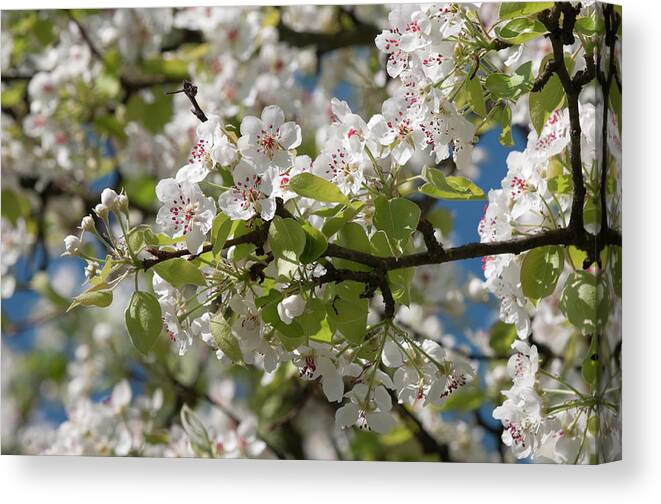 Bud Canvas Print featuring the photograph Cherry Blossom by Fotoclick