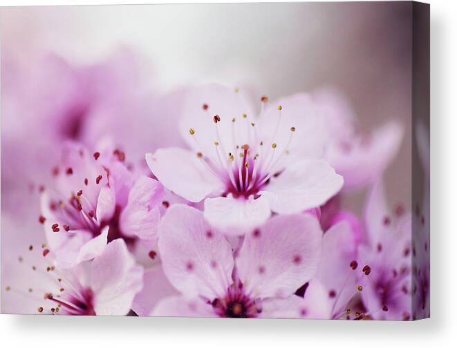 Petal Canvas Print featuring the photograph Cherry Blossom Glow by Images By Christina Kilgour