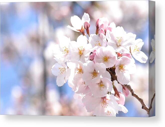 Bunch Canvas Print featuring the photograph Cherry Blossom by Mai Tsugihara