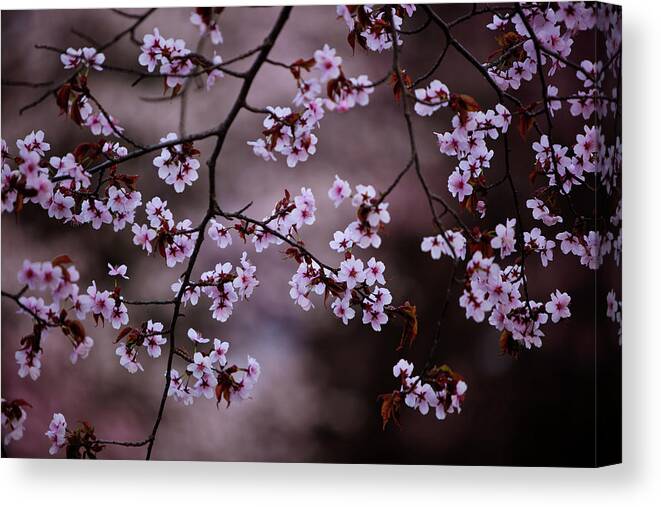 Hokkaido Canvas Print featuring the photograph Cherry Blossoms by Kelly Cheng Travel Photography