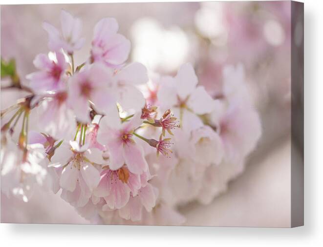 Cherry Blossom Canvas Print featuring the photograph Cherry Blossoms by Lori Rowland