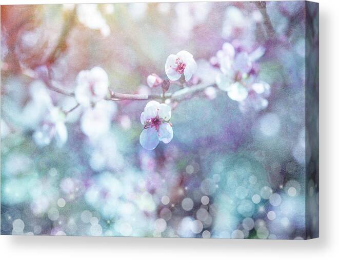 Cherry Blu 04 Canvas Print featuring the photograph Cherry Blu 04 by Lightboxjournal