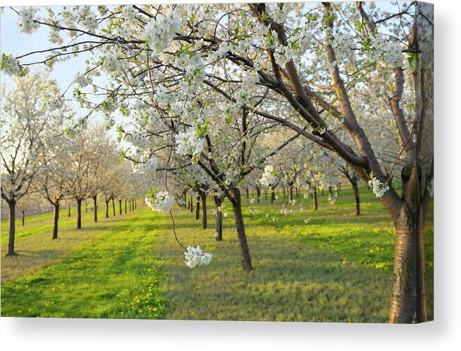 Outdoors Canvas Print featuring the photograph Cherry Orchard by Creativei
