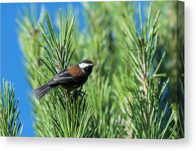 Animals Canvas Print featuring the photograph Chestnut-backed Chickadee by Robert Potts