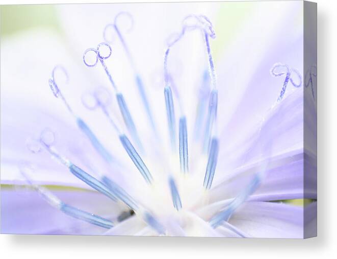 Chicory Luminescence Canvas Print featuring the photograph Chicory Luminescence by Dylan Punke